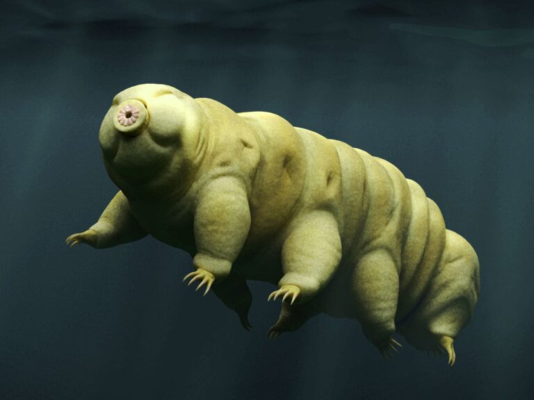 The immortal “Tardigrades”