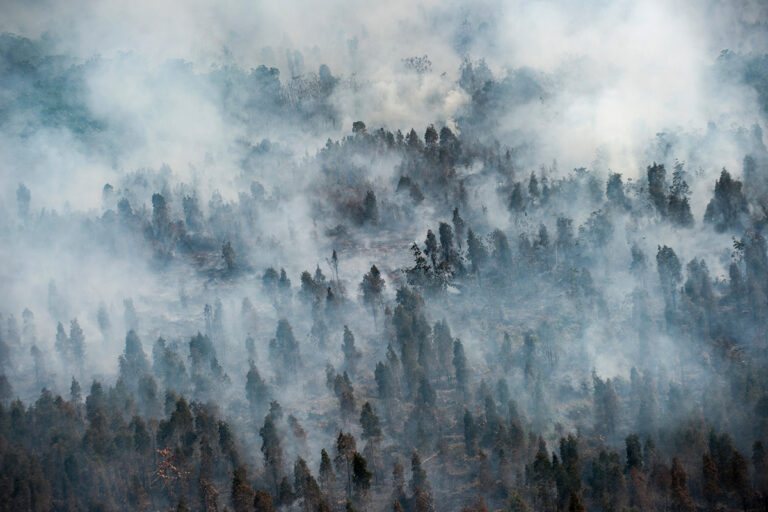 Forest fires and their anthropogenic cause, a rare discovery