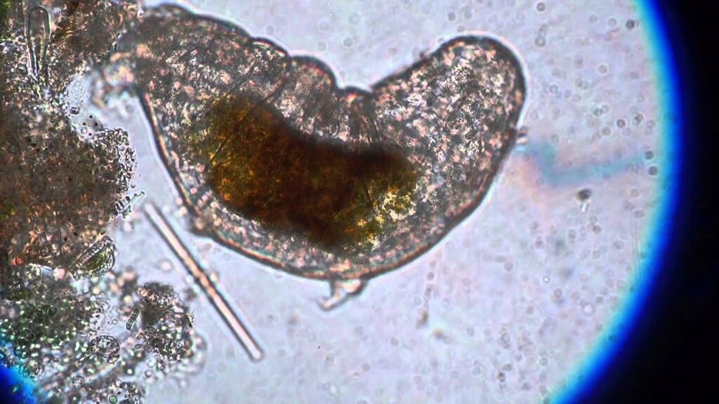 Tardigrades under a microscope