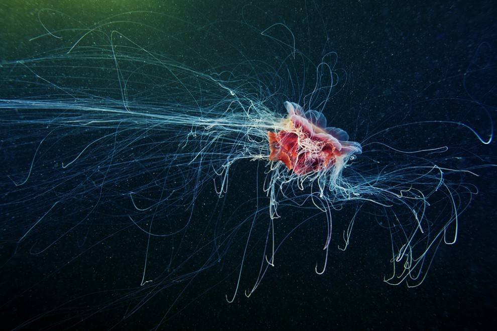 Cosmic Jellyfish was first identified as a Rhopalonematid trachymedusa but is also suspected to be a new species.