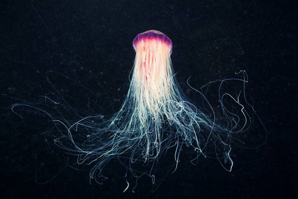 Some have called it a 'UFO Jellyfish'