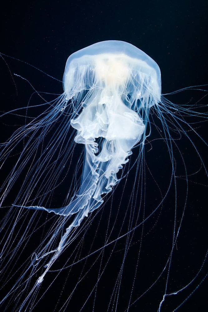 The breathtaking Alien Jellyfish in full view
