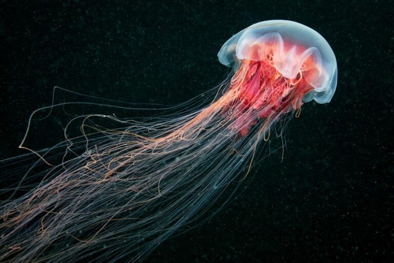 The enchanting ‘Cosmic Jellyfish’