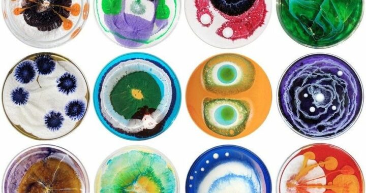 microbial art