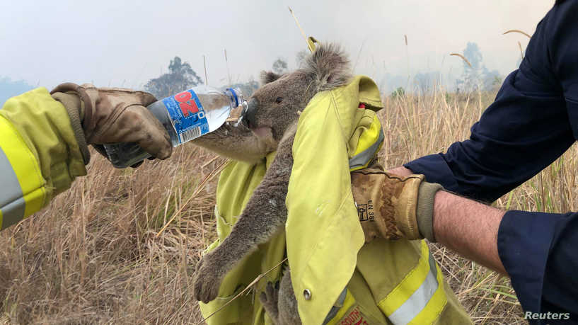 Firefighters give water to a thirsty Koalas (Credit: PAUL SUDMALS/via REUTERS)