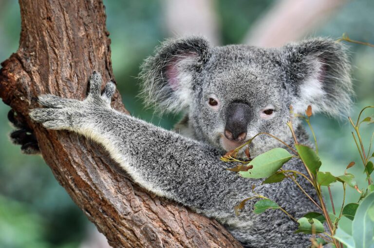 How the Australian wildfires are affecting the Koalas
