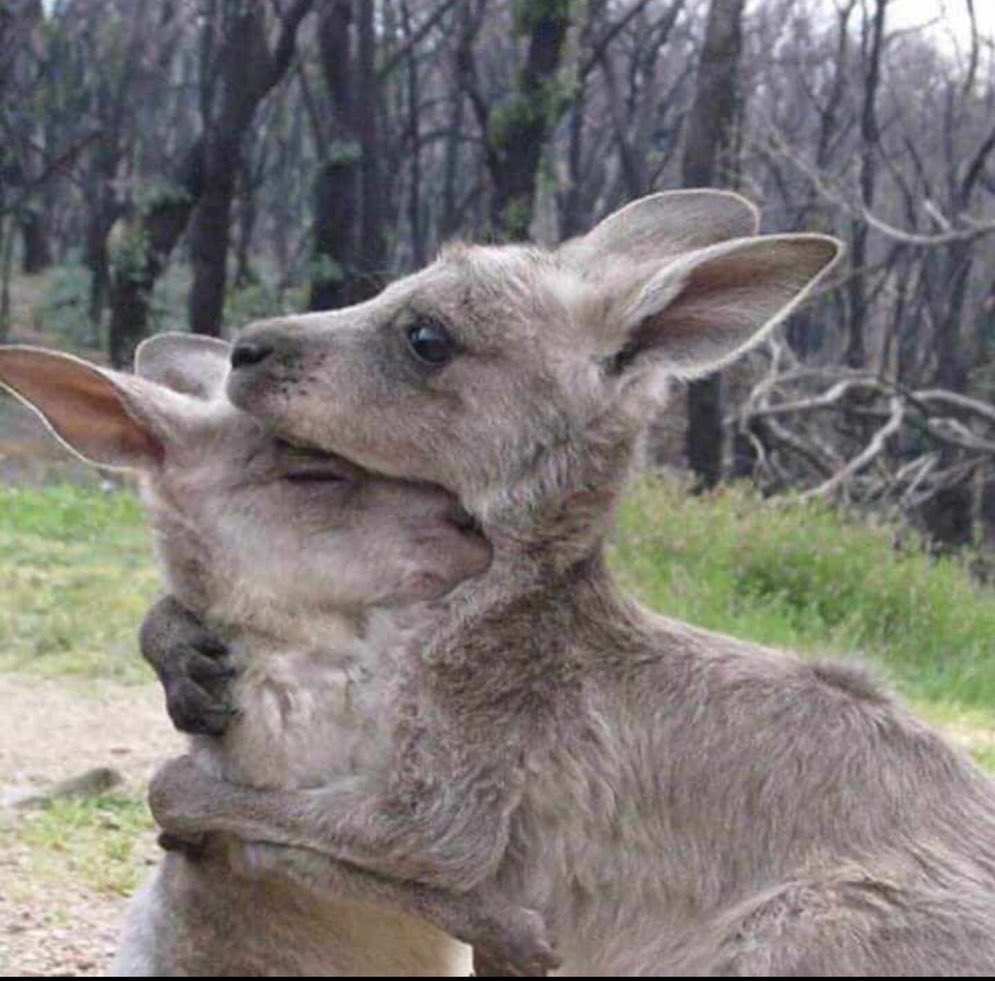 Two kangaroos are hugging. Images like these are stirring up sad responses from around the world.