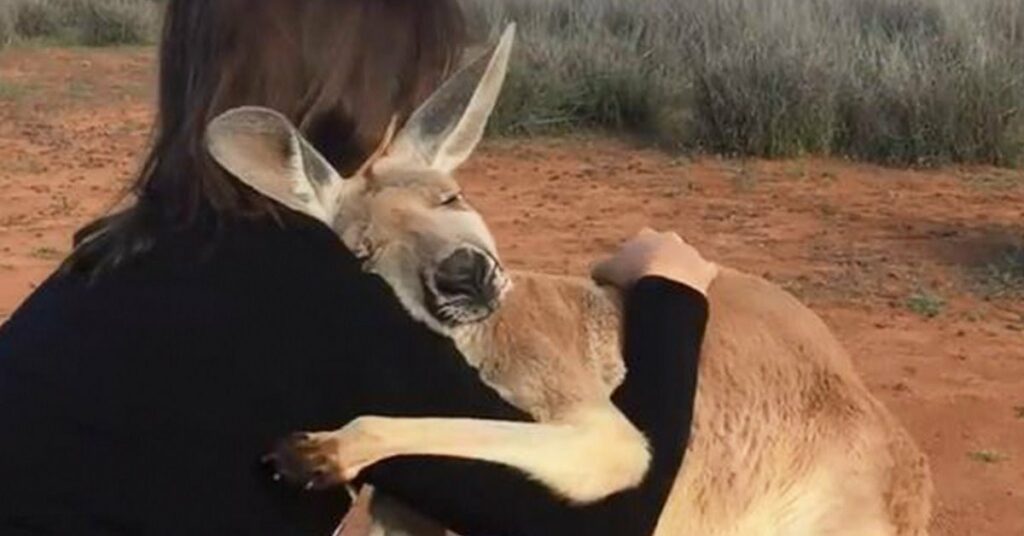 A woman hugs a Kangaroo