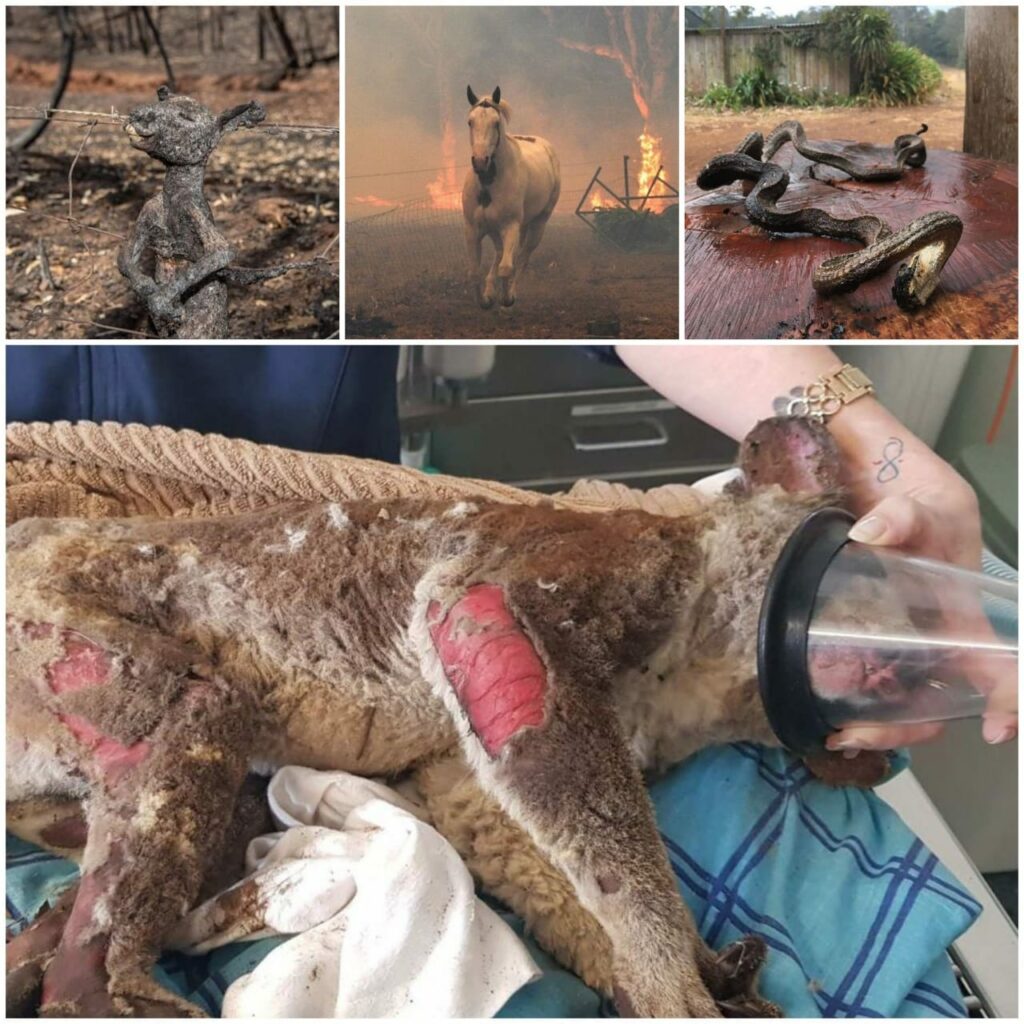 The fire has affected the wild animals the most. A staggering 500 million animals are feared dead. 