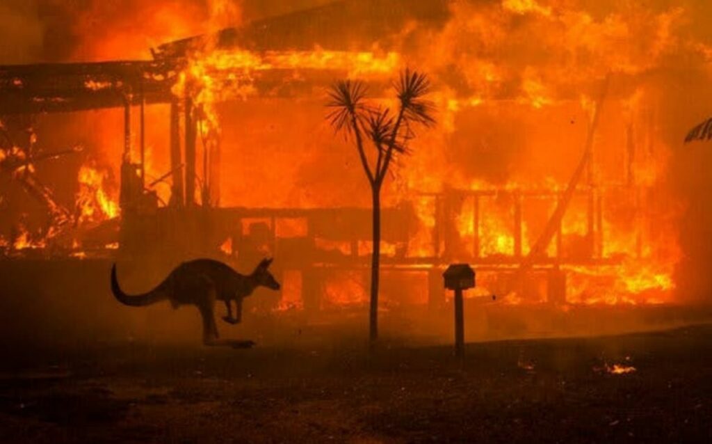 A kangaroo hopping in front of a fire