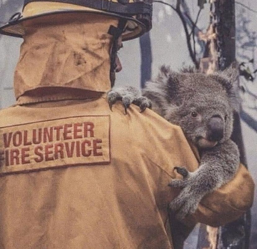 A koala in the arms of a firefighter