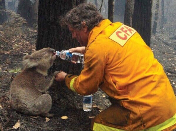 A thirsty Koala