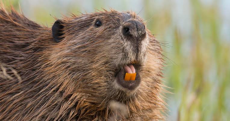 The beavers surprised the scientists with their complicated 100-foot-long (30-meter) dams weaving across Devon.
