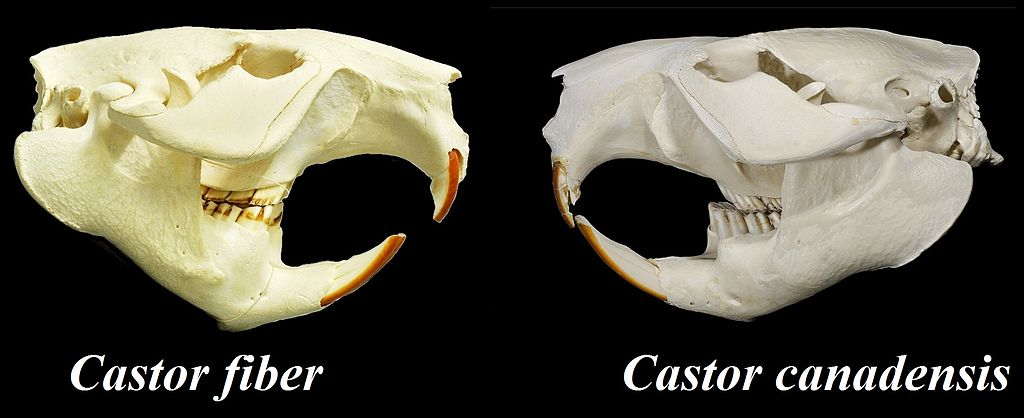 Skulls of a Eurasian beaver and a North American beaver. 