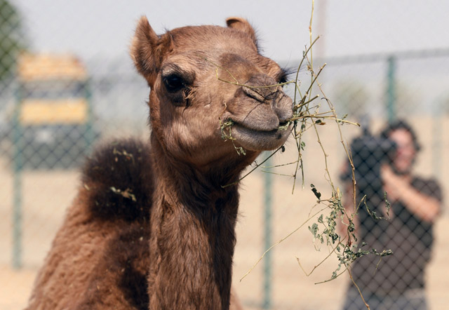 The camels have somewhat become a huge problem for locals as they freely roam the streets searching for water.