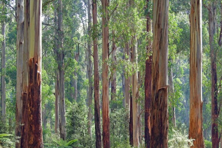 Eucalyptus poses a threat to the 10 billion tree tsunami Project