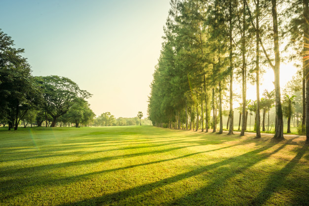 greenery can have good effect on health