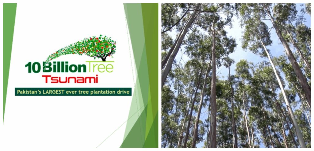 Eucalyptus trees can cause trouble in the ‘10 Billion Tree Tsunami’ project.