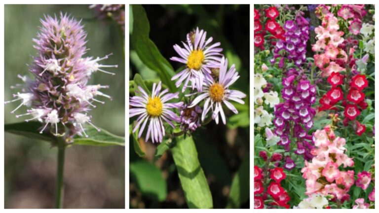 Will Nepal put together its flora details in the next seven years?