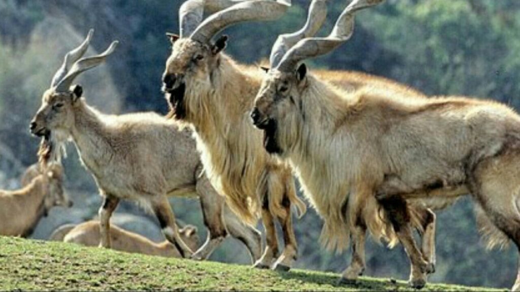  Pakistan is home to five subspecies of Markhor