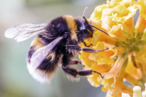 These Flowers In Your Yard Can Save Bumblebees - Scientia Magazine