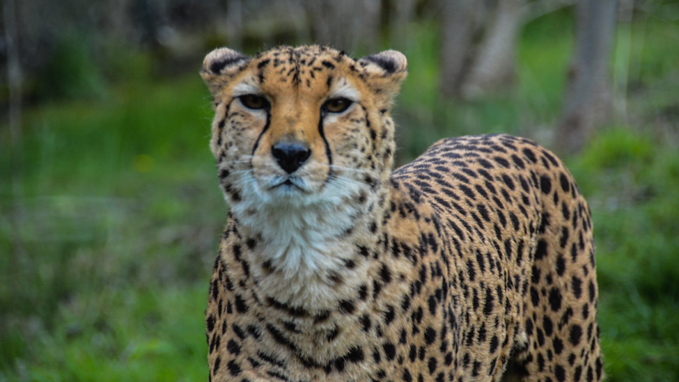 African cheetahs are on the brink of extinction