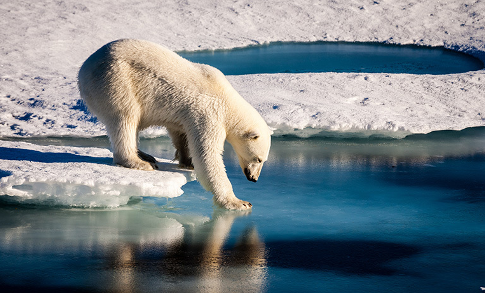 A polar bear standing next to a body of water

Description automatically generated
