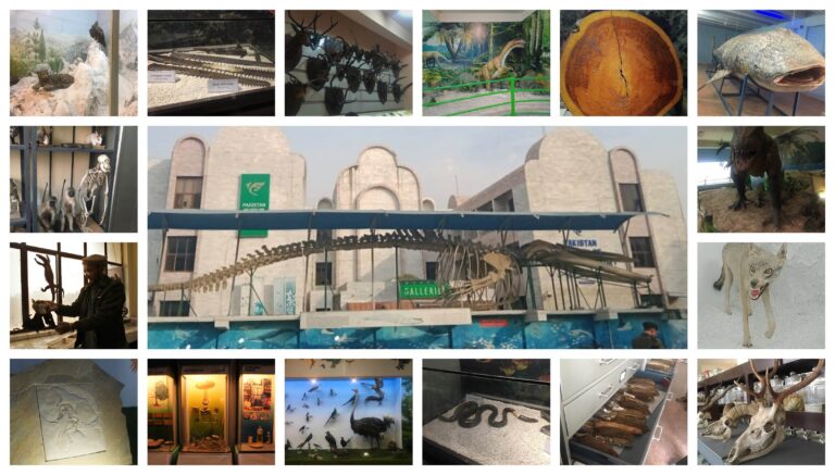 An Exclusive Tour of the Pakistan Museum of Natural History