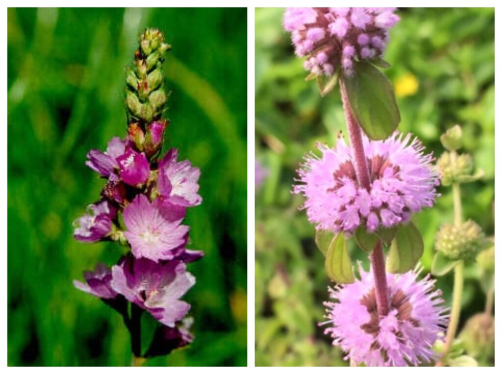 Certain plants can  help save the bumblebees