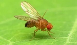 Fruit Fly Serving As An Indicator For Distinctive Fat Storage In Males ...