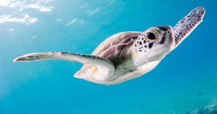 marine life