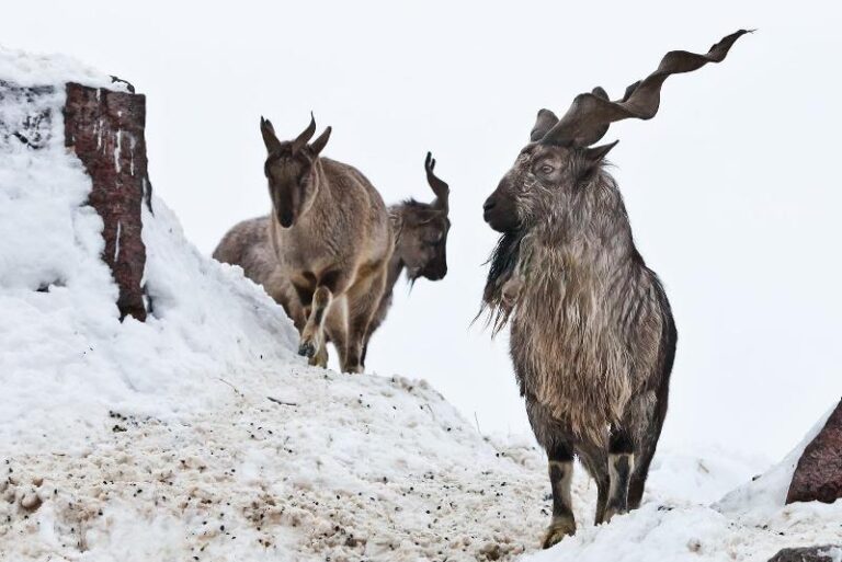 How Pakistan saved Markhor from going extinct