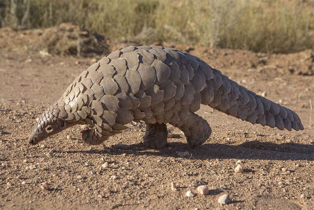 Pangolins are covered in as many as thousands of scales, which protect them from predators, especially big cats. 