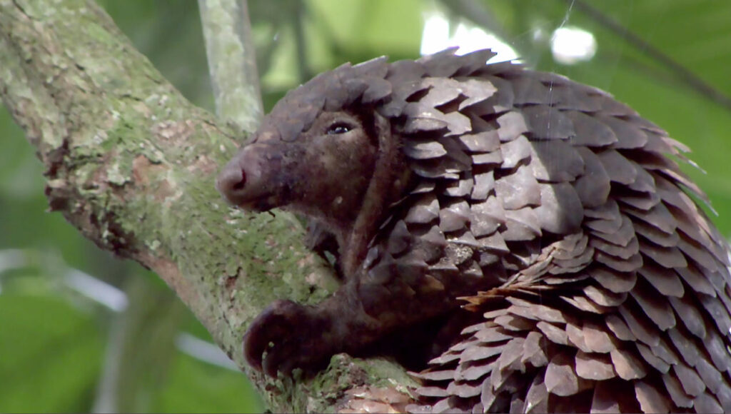 According to some estimates, poachers have hunted more than 1 million pangolins in the past decade.