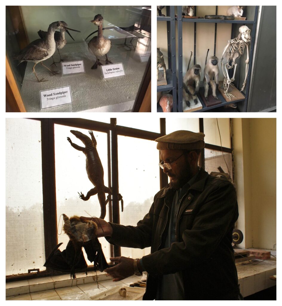 (Top Left and Right) Taxidermy mounds in the Zoological Section of the Museum; (Bottom) The taxidermy of a bat is being performed