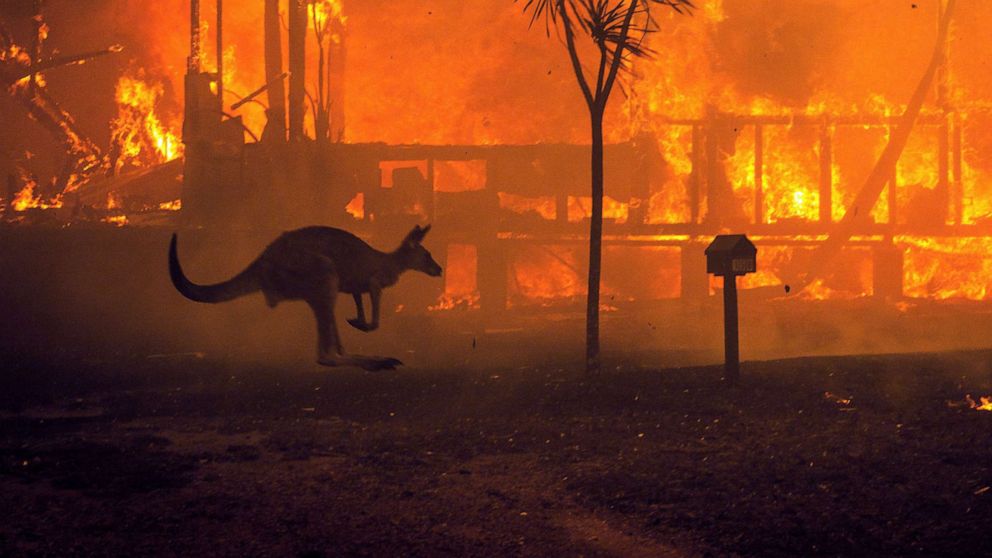  The devastating wildfires in the iconic continent of Australia have been raging since September 2019, causing unprecedented catastrophe for wildlife. 