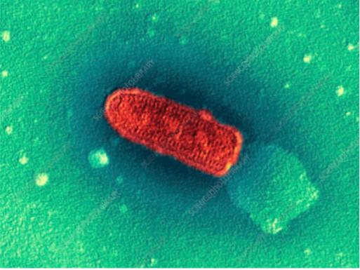 Vesicular Stomatitis Virus are one of the villains for horses 