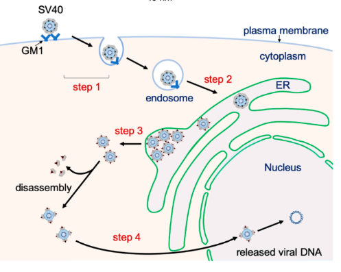 Entry of the virus through its binding to the host cell receptor on the plasma membrane