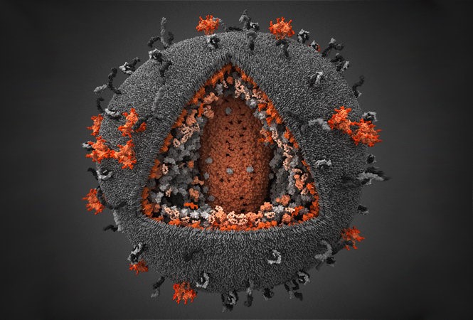 3D-Model of HIV