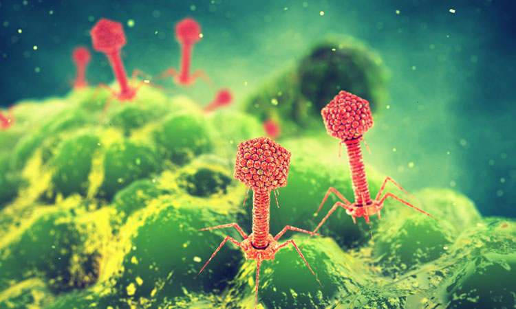 bacteriophage therapy