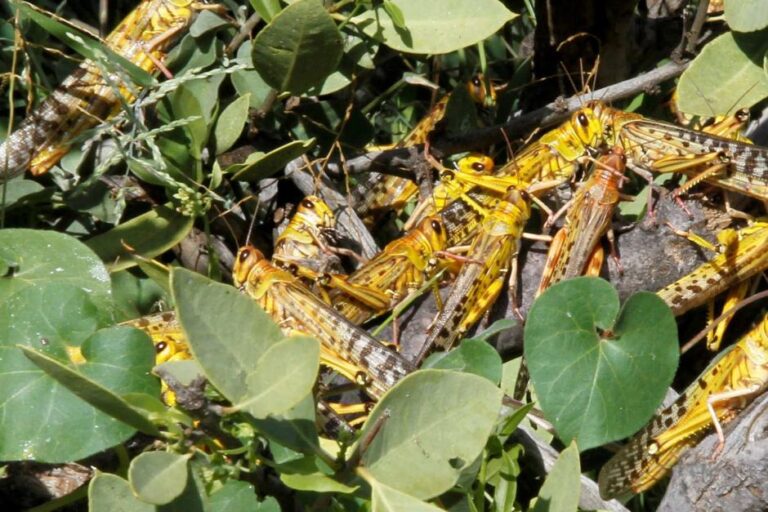Desert Locust– A Havoc to Agriculture