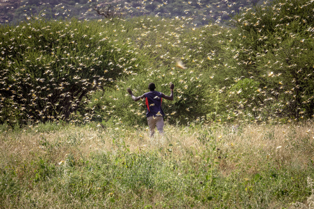 Desert Locust is a species of swarming, migratory, short-horned locusts known to occur in desert areas with favorable agro-ecological conditions. Photo courtesy of FAO/Sven Torfinn