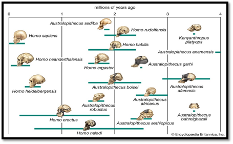 Fossils are considered a good source to track down the evolutionary history of organisms