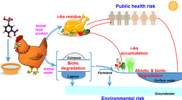 Fig.1 Visually represents the potential hazards of arsenic comprised chicken feed.11