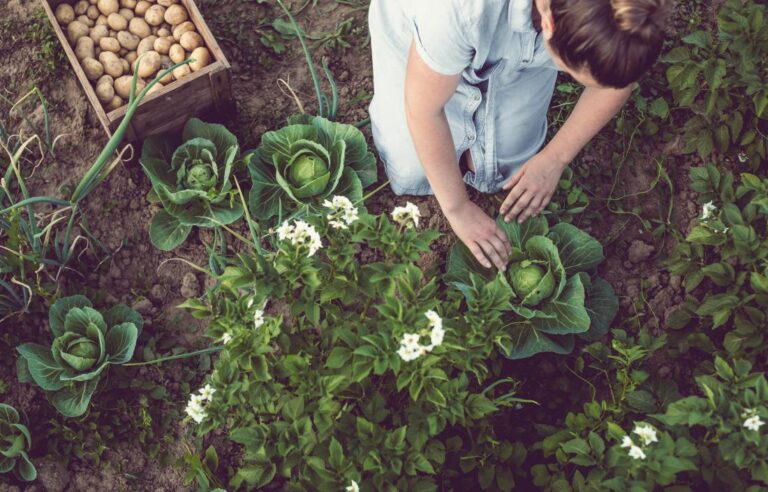 Is organic farming the solution to diet-oriented breast cancer?