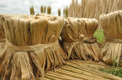 Jute is an important natural fiber crop.