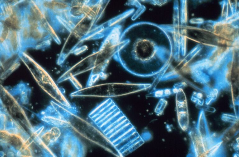 PHYTOPLANKTON – THE SAVIOR WE OVERLOOK
