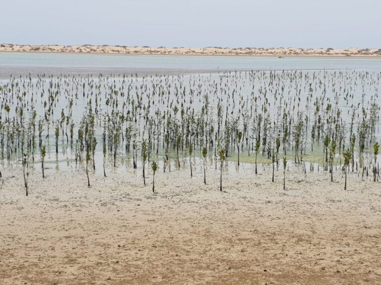 Pakistan’s “10 Billion Tree Tsunami” is under porcupine invasion