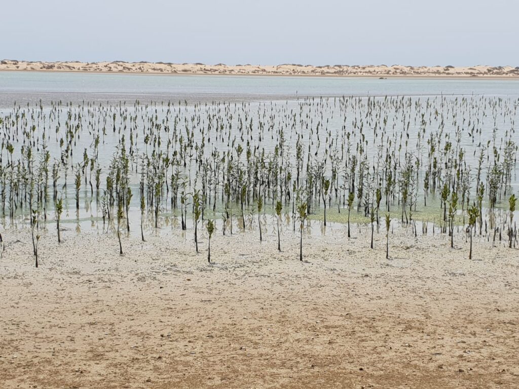 Pakistans “10 Billion Tree Tsunami” is under porcupine invasion - photo