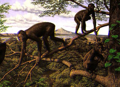 The story of human evolution dates back to fruit-eating Proconsuls, who used to live in African trees.